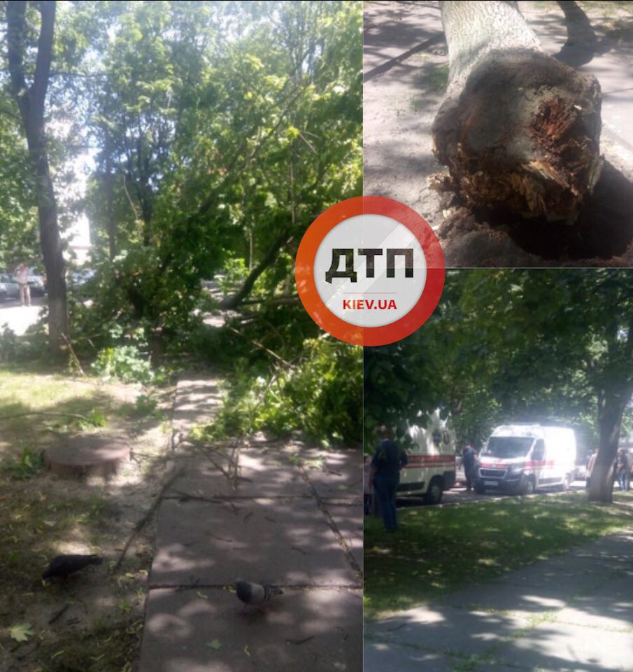 ЧП в Киеве на проспекте Космонавта Комарова - на территории университета НАУ на людей упало дерево: есть пострадавшие